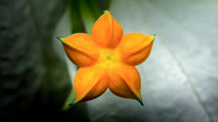Close-up of a vibrant orange star-shaped flower with a soft, blurred background