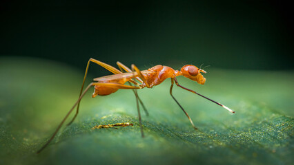 Macro shot of a stunning orange ant-mimic fly on a green leaf