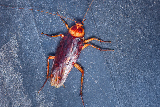 Close-up view of a cockroach on a dark surface