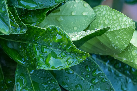 Hojas de un naranjo con gotas de lluvia