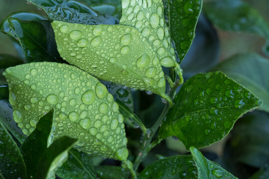 Hojas de un naranjo despu&eacute;s de la lluvia
