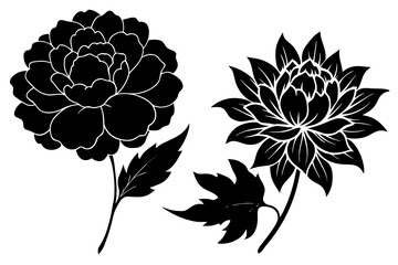 Peony and chrysanthemum silhouette vector illustration isolated on white background