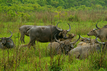 Herd of Wild Water Buffalo in Wetland Habitat, Kaziranga National Park, Assam, India