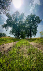 A serene dirt path framed by grass and trees lies under a shining sun, perfect for nature lovers exploring outdoors
