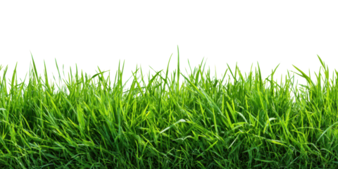 green grass border frame isolated on white or transparent png