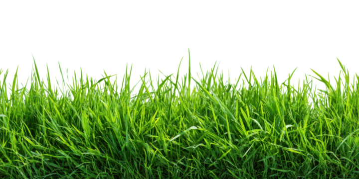 green grass border frame isolated on white or transparent png - Powered by Adobe