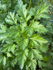 Fresh green parsley leaves in garden, close-up natural herb foliage photography