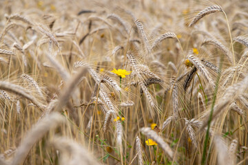 Une fleure dans un champ de blé