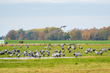 Obraz premium Cranes Landing at Meadow Pond in Warm Morning Light, Mecklenburg-Western Pomerania