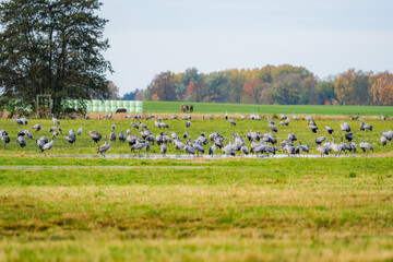 Obraz premium Flock of Cranes Gathering at a Meadow Pond in Warm Morning Light, Mecklenburg-Western Pomerania