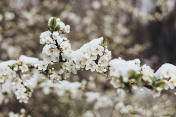 Obraz premium The branches of a tree blooming in spring are covered with snow.