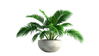 Vivid green, palm-like plant in a grey concrete pot