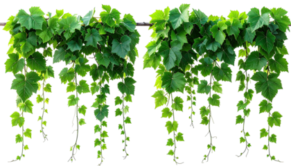 Hanging, bright green grape vines isolated on a black background
