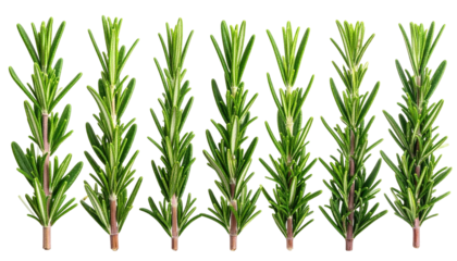 Six green rosemary sprigs upright, isolated on a black backdrop
