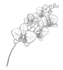 Vector ink drawing of orchid branch. Illustration of a tropical summer flower for wedding invitations and cruise party decorations. Exotic phalaenopsis, botanical lineart illustration. Engraved effect