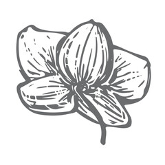 Vector drawing of a white orchid. Exotic phalaenopsis, back view. Engraved effect. Illustration of a tropical summer flower for wedding invitations and cruise party decorations. Line art in ink.