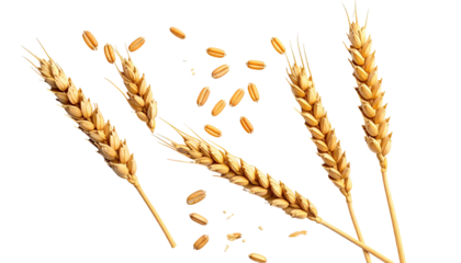 Wheat stalks and scattered grains isolated on a black backdrop