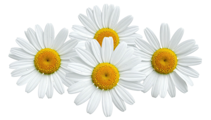 Four daisies blossom with white petals, golden centers