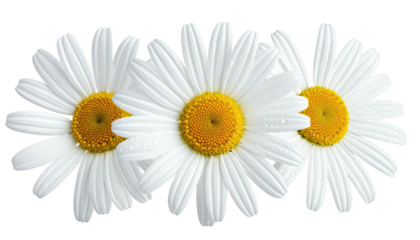 Three daisies lined with bright yellow centers