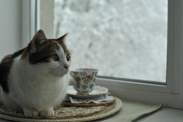 Winter photo of a cat on a windowsill.

