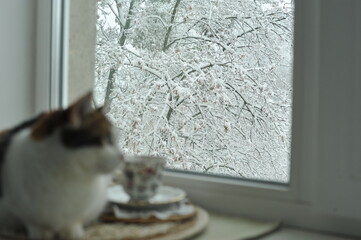 Winter photo of a cat on a windowsill.

