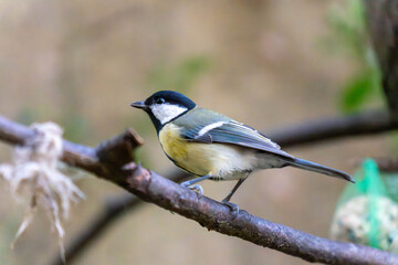 European Nuthatch (Sitta europaea) viewed in profile, clinging underneath a round, brown bird feeder against a blurry, light-colored background.