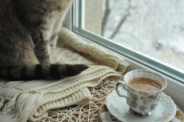 Winter photo of a cat on a windowsill.

