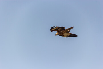 Side View of a Majestic Brahminy Kite