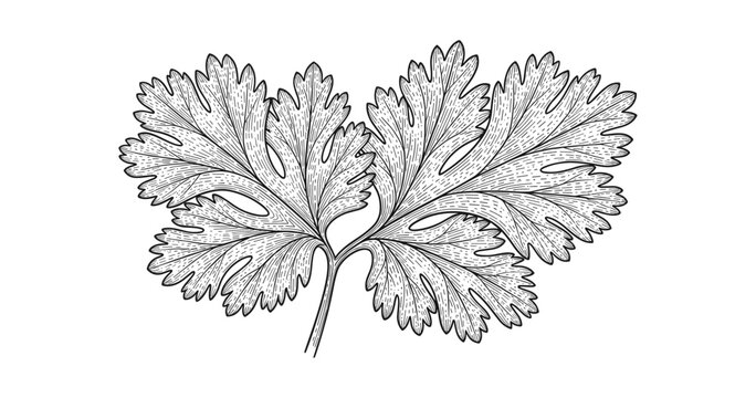 black and white cilantro leaves drawing clip art preview