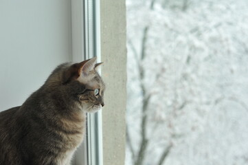 Winter photo of a cat on a windowsill.

