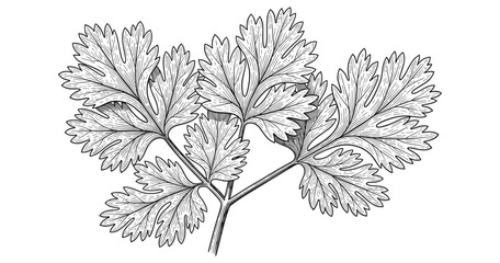 Intricate hand drawn cilantro leaves on white background