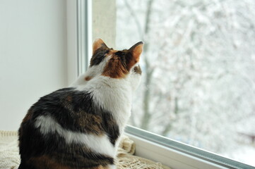 Winter photo of a cat on a windowsill.

