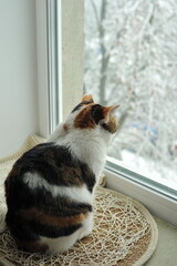 Winter photo of a cat on a windowsill.

