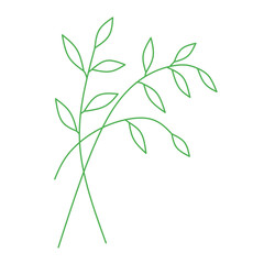 Isolated green bamboo leaves on a white background, representing natural foliage and spring growth