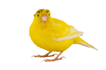 canary isolated on white background