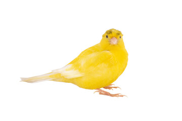 canary isolated on white background