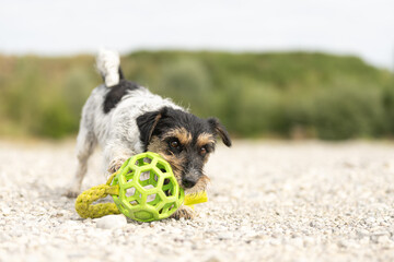 Small Jack Russell Terrier dog with its toy outdoors in nature on a stony ground