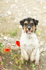Small Jack Russell Terrier dog does bunny hop in a vibrant blooming poppy field