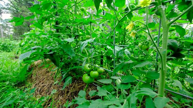 Close up of unripe beefsteak tomatoes hanging in bunch from vine and moving camera away revealing more varieties of plants tangled to trellis while growing fruits in organic vegetable garden