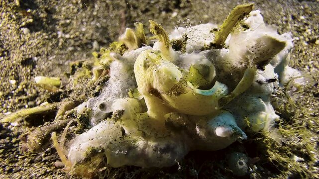 A tiny yellow Painted frogfish sitting on a piece of coral or sponge on the otherwise sandy seabed in indo-pacific ocean. The baby frogfish is only a few centimeters long and perfectly camouflaged.