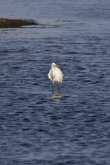 Silberreiher steht im Wasser und beobachtet