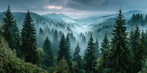 Fototapeta premium Misty Forest Landscape with Pine Trees and Mountain View
