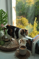 Autumn photo of a cat on a windowsill.
