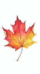 Fototapeta premium Vibrant watercolor maple leaf illustration showcasing autumn colors on a white background