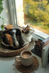 Autumn photo of a cat on a windowsill.
