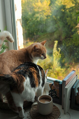 Autumn photo of a cat on a windowsill.
