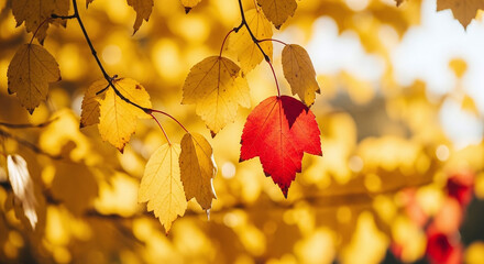 A single vibrant red leaf stands out amidst a backdrop of golden yellow autumn foliage