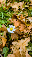 Vertical macro photo of a daisy among dry leaves on the ground.