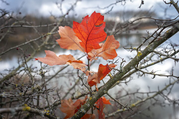 Close-up of bright red oak leaves on a branch with a tranquil lake background
