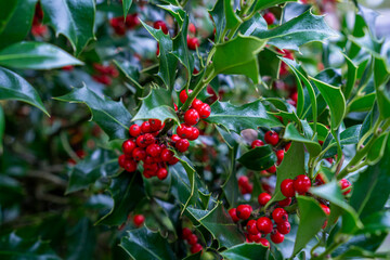 Red holly berries with glossy green leaves